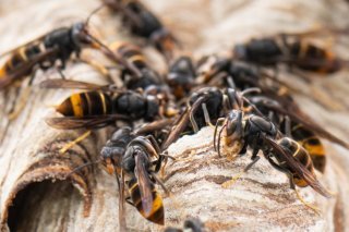 Des produits biocides doivent pouvoir être utilisés en forêt pour traiter les nids de frelons asiatiques (image d'illustration). KEYSTONE/DPA/BORIS ROESSLER